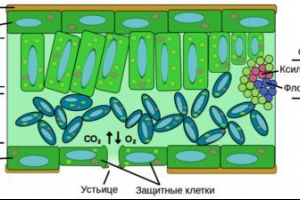 Моноциални и дикотиледонски растения - характеристики на класовете и разликата в структурата Моноциални и дикотиледонски растения - характеристики на класовете и разликата в структурата